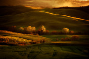 Golden fields of val d'Orcia Photograph by Jaroslaw Blaminsky