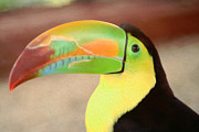 Toucan Digital Art by Roy Pedersen
