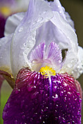 Translucent Photograph by Jemmy Archer
