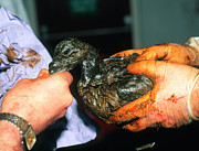 Treatment Of A Bird Contaminated By An Oil Spill Photograph by Science Photo Library
