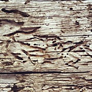 Tree At Sea #nicsquirrell #nature #wood Photograph by Nic Squirrell