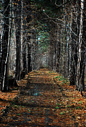 Tree Chute Photograph by David Armstrong