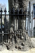 Tree Growing Into Railings Photograph by Science Photo Library