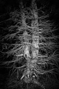 Tree in dark forest black and white painting Painting by Matthias Hauser