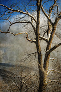 Tree In Winter Photograph by Lois Bryan