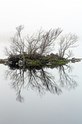 Trees in the mist Photograph by Grant Glendinning Trees in the mist Photograph by Grant Glendinning