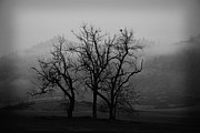 Trees on a Foggy Morning Photograph by Bonnie Bruno
