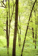 Trees with bright green leaves in spring Photograph by Matthias Hauser