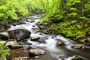 Tremont Spring - Great Smoky Mountains Photograph by Nancy Dunivin