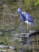 Tri-colour heron Photograph by Peggy King