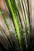 Tropical Grass Photograph by John Wadleigh Tropical Grass Photograph by John Wadleigh