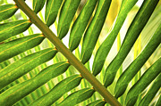Tropical leaf Photograph by Elena Elisseeva Tropical leaf Photograph by Elena Elisseeva