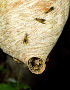 Tropical Wasp Nest Photograph by Science Photo Library