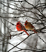 True Love Cardinal Photograph by Peggy Franz True Love Cardinal Photograph by Peggy Franz