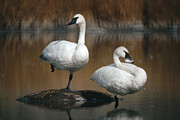 Trumpeter Swans Yellowstone Np Wyoming Photograph by Michael Quinton Trumpeter Swans Yellowstone Np Wyoming Photograph by Michael Quinton