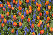 Tulip And Grape Hyacinth Photograph by Kevin Schafer