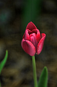 Tulip Photograph by David Armstrong