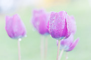 Tulip Fantasy  Photograph by Janet Burdon