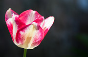 Tulip on Black Photograph by Photographic Arts And Design Studio