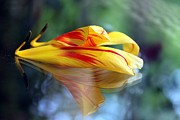 Tulip Reassembled 3 Photograph by Andrea Lazar