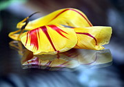 Tulip Reassembled 4 Photograph by Andrea Lazar