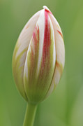 Tulip red and white in spring Photograph by Matthias Hauser