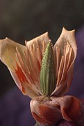 Tulip Tree Flower Photograph by Retro Images Archive
