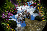 Tulips under a cherry tree Photograph by Yoshiki Nakamura