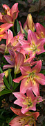 Tumbling Lilies Photograph by Leda Robertson
