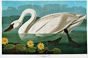 Tundra Swan Photograph by Science Photo Library