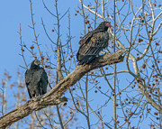 Turkey and Black Vultures DRB171 Photograph by Gerry Gantt