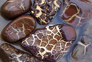 Turtle or Stone Photograph by Kathi Mirto