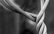 Twisted Photograph by Ron Roberts