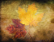 Two Autumn Leaves Photograph by Kathi Mirto