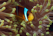 Two-banded Anemonefish Red Sea Egypt Photograph by Eric Gibcus