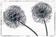 Two Seeds Photograph by Tony Locke
