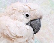 Umbrella Cockatoo Photograph by Jai Johnson