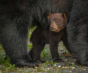 Under Mom Photograph by Joye Ardyn Durham