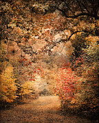 Under the Canopy Photograph by Jai Johnson