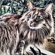Under The Christmas Tree
--- Check Out Photograph by Mark David Gerson