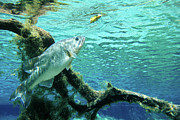 Underwater View Large Mouth Bass Photograph by Animal Images