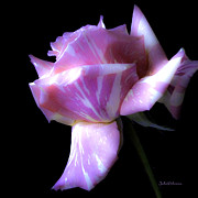 Unique Beauty Gelato Rose Photograph by Julie Palencia