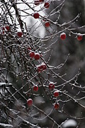 Unpicked Apples Photograph by Loni Collins