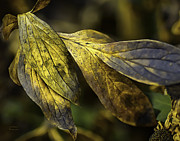 Until Spring Photograph by Julie Palencia