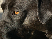 Up Close And Personal Photograph by Kathy K McClellan