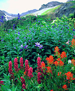USA, Colorado, Wildflowers In Yankee Photograph by Jaynes Gallery