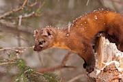 USA, Montana Pine Marten (martes Photograph by Jaynes Gallery