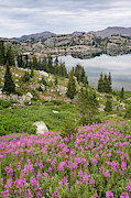 USA, Wyoming, Bridger National Forest Photograph by Jaynes Gallery