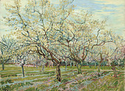 White Orchard, 1888 Painting by Vincent Van Gogh - GRANGER Historical Picture Archive White Orchard, 1888 Painting by Vincent Van Gogh - GRANGER Historical Picture Archive