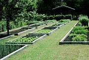 Vegetable Garden 28. Photograph by Science Photo Library
